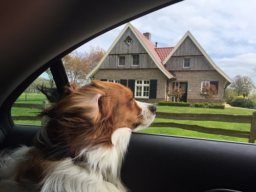 Tips voor het reizen met honden